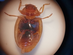 Rhyzobius litura