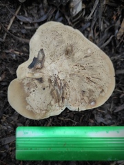 Rhodocybe malenconii