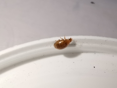 Rhyzobius litura