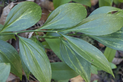 Ruscus colchicus