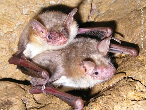 Lesser mouse-eared bat