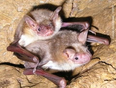 Lesser Mouse-Eared Bat photo 4