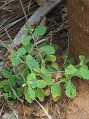 Achyranthes indica