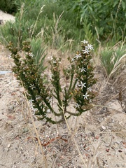 Wahlenbergia tenella