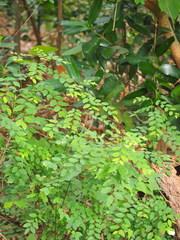 Phyllanthus reticulatus