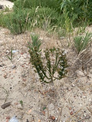 Wahlenbergia tenella