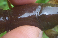 Lacunicambarus nebrascensis