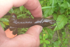 Lacunicambarus nebrascensis