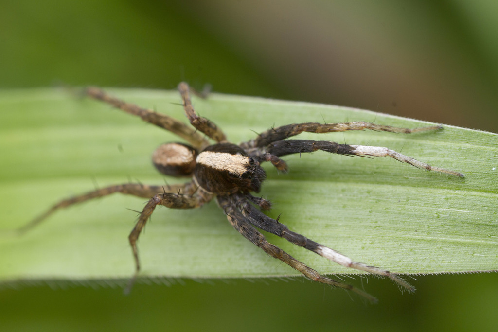 Schizocosa tristani