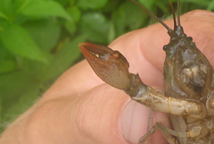 Lacunicambarus nebrascensis