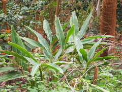 Alpinia koshunensis
