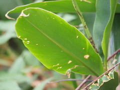 Alpinia koshunensis