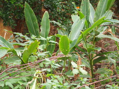 Alpinia koshunensis