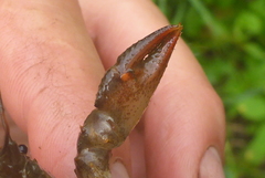 Lacunicambarus nebrascensis