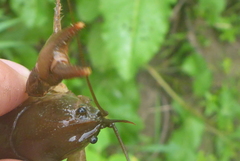 Lacunicambarus nebrascensis