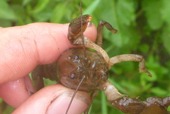 Lacunicambarus nebrascensis