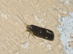 Antiochtha