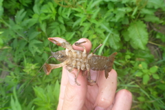 Lacunicambarus nebrascensis