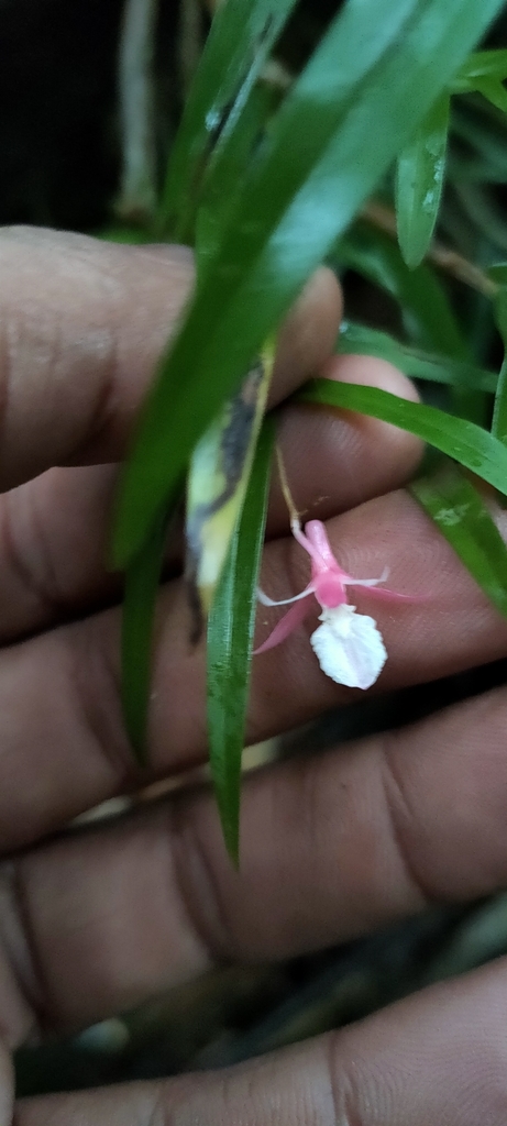 Dendrobium wightii A.D.Hawkes & A.H.Heller 2