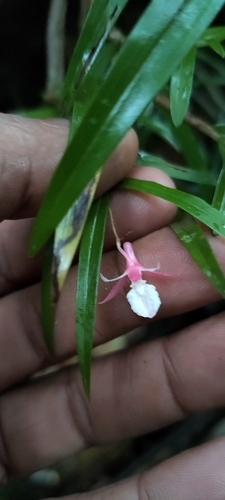 Dendrobium wightii