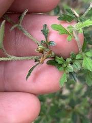 Xanthosia stellata
