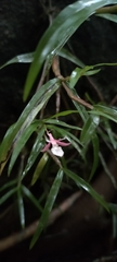 Dendrobium wightii