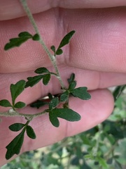 Xanthosia stellata