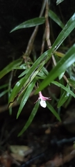 Dendrobium wightii
