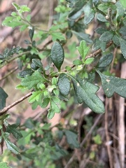 Xanthosia stellata