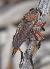 Colepia