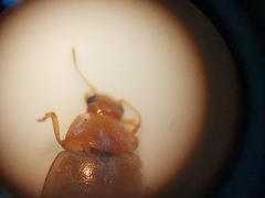 Rhyzobius litura