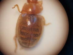 Rhyzobius litura