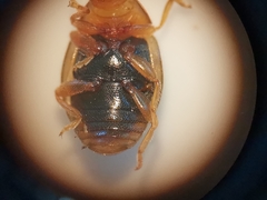 Rhyzobius litura