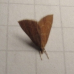 Glaphyria sesquistrialis