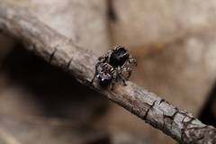 Maratus lobatus