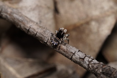 Maratus lobatus