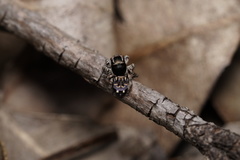 Maratus lobatus