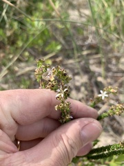 Wahlenbergia tenella