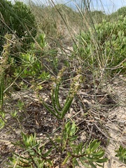 Wahlenbergia tenella