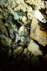 Hyperstrotia flavipuncta