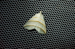 Colobochyla salicalis