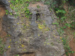 Kalanchoe garambiensis