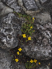 Kalanchoe garambiensis