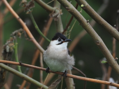 Styan's Bulbul photo 5