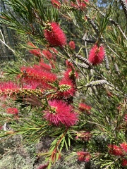 Melaleuca subulata