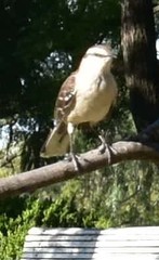 Mimus saturninus modulator