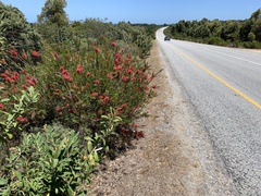 Melaleuca subulata