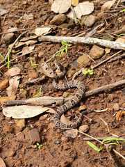 Bothrops moojeni