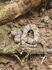 Bothrops moojeni