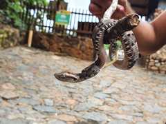 Bothrops moojeni